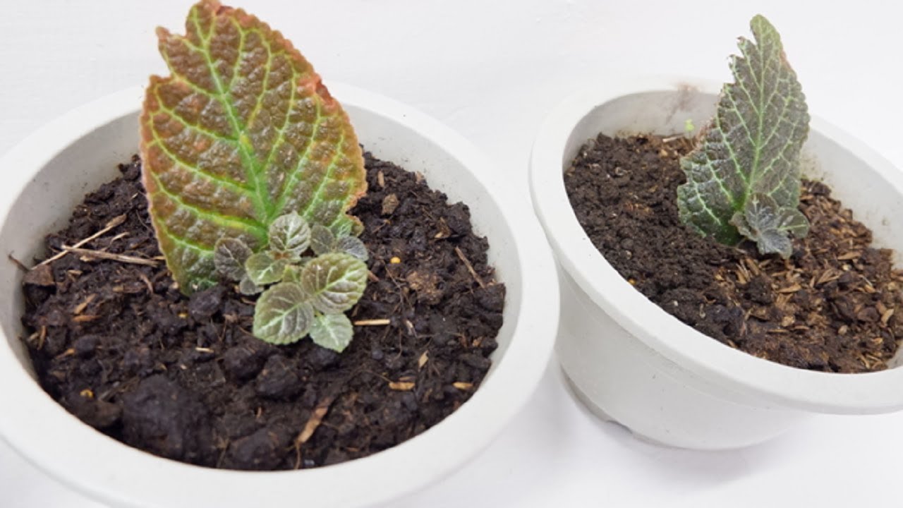 Episcia Cupreata with Babies from Single Leaf Cuttings Propagated in Soil (Flame Violet)