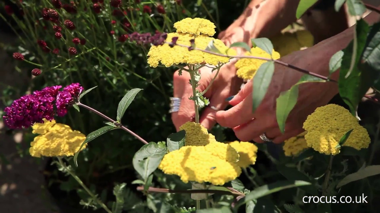 Failsafe plants for beginners - midsummer