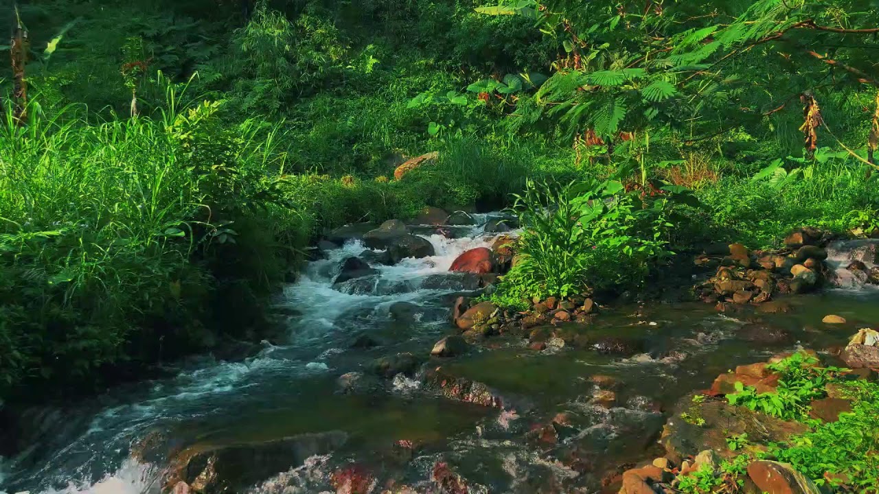 Peaceful River Flowing Through a Quiet Forest – Gentle Nature Sounds for Deep Sleep and Study Focus