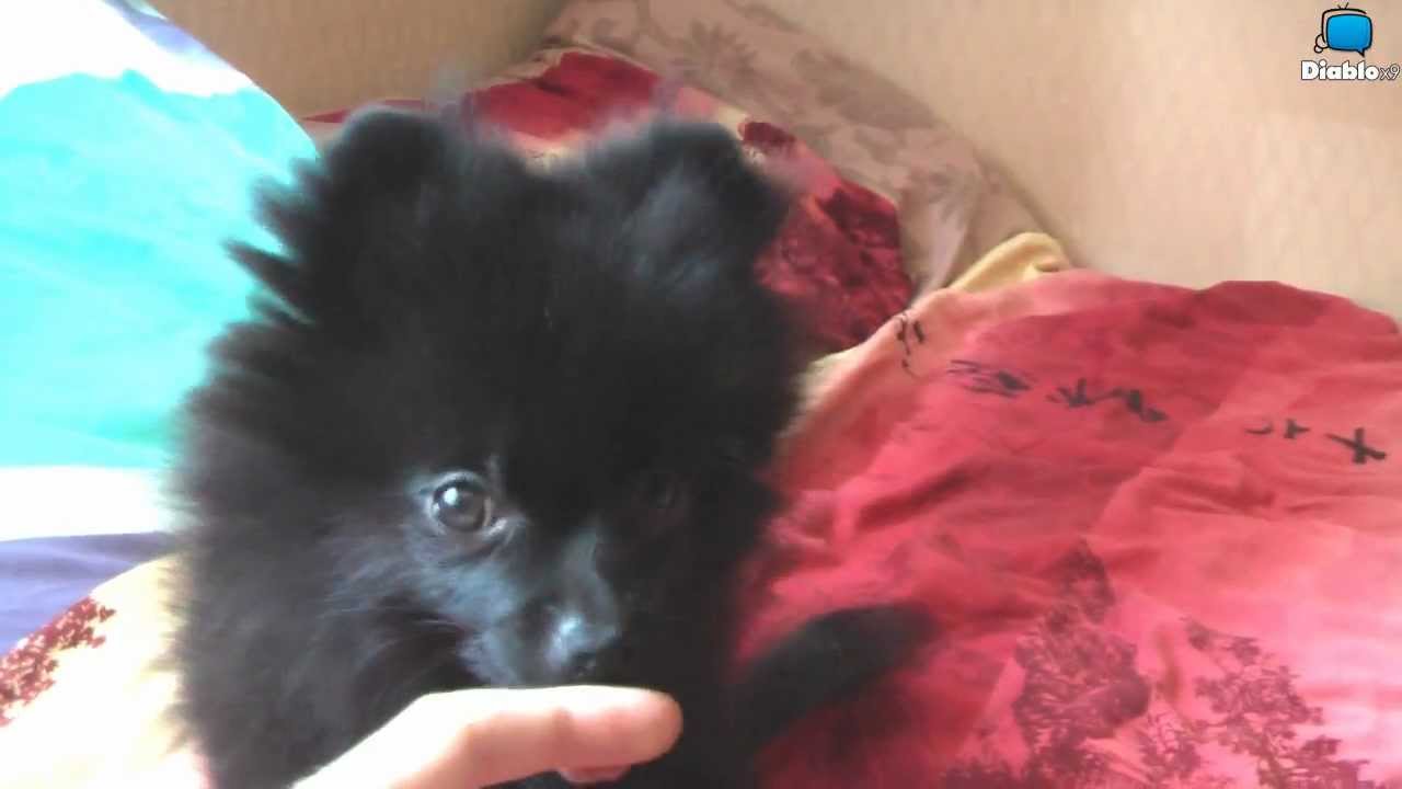 [IRL] Vid&eacute;os &agrave; venir et coucou de Chewbie !