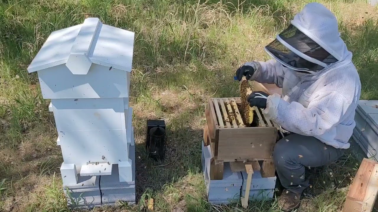 Warre Hive Inspection