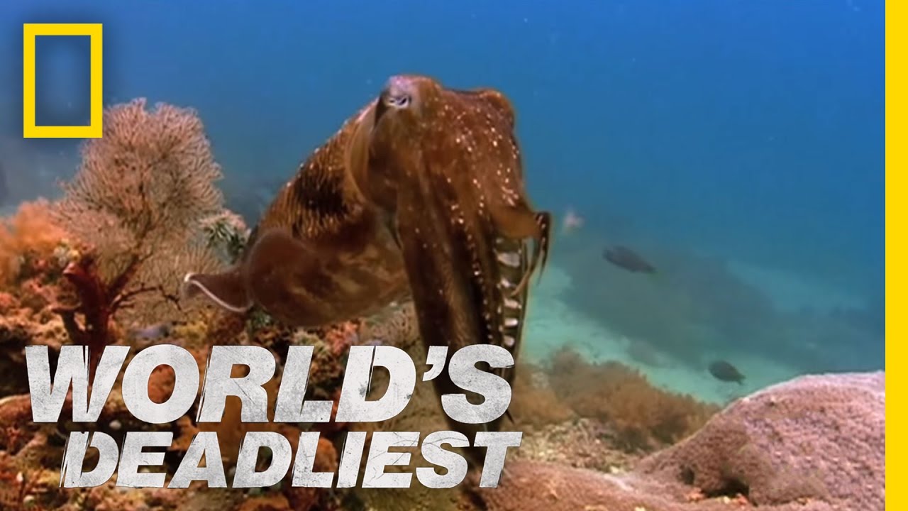 Hypnosis Attack | World's Deadliest