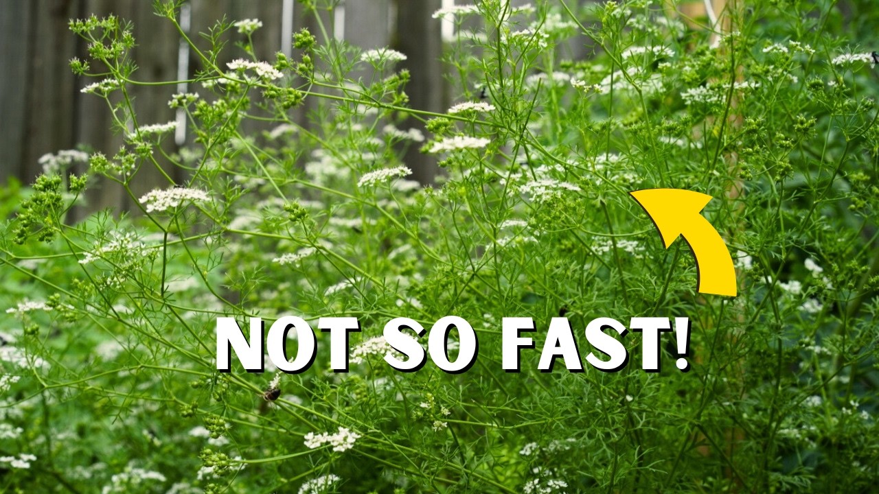 How to Grow a TON of Cilantro and Keep It from Bolting