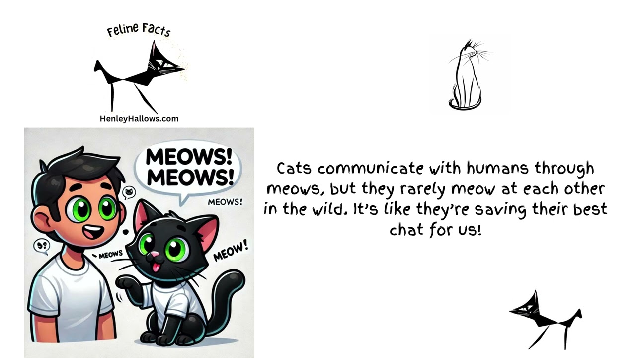 🐾 Feline Facts: Amazing Things You Didn&rsquo;t Know About Cats! 🐾