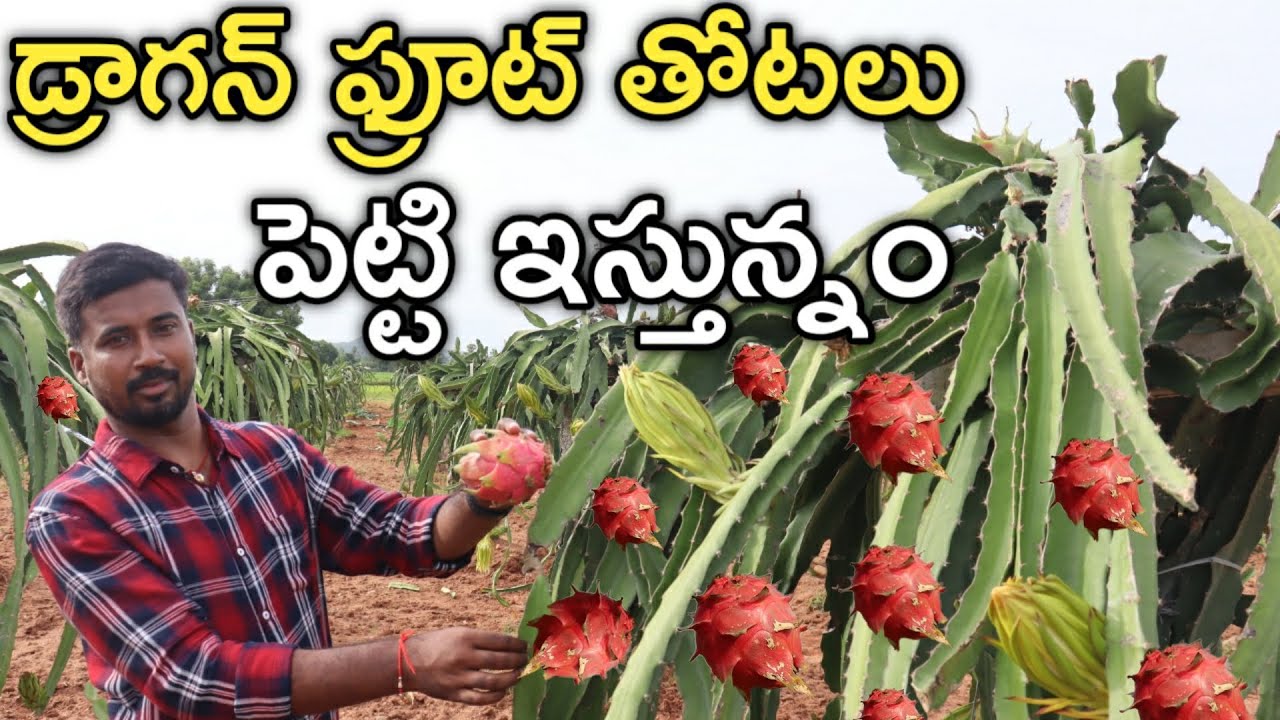 Dragon Fruit తోటలు సెట్ చేసి ఇస్తున్నం | రైతు బడి