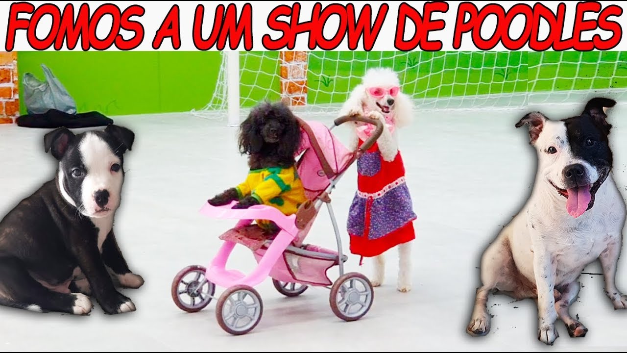 FOMOS A UM SHOW DE POODLES