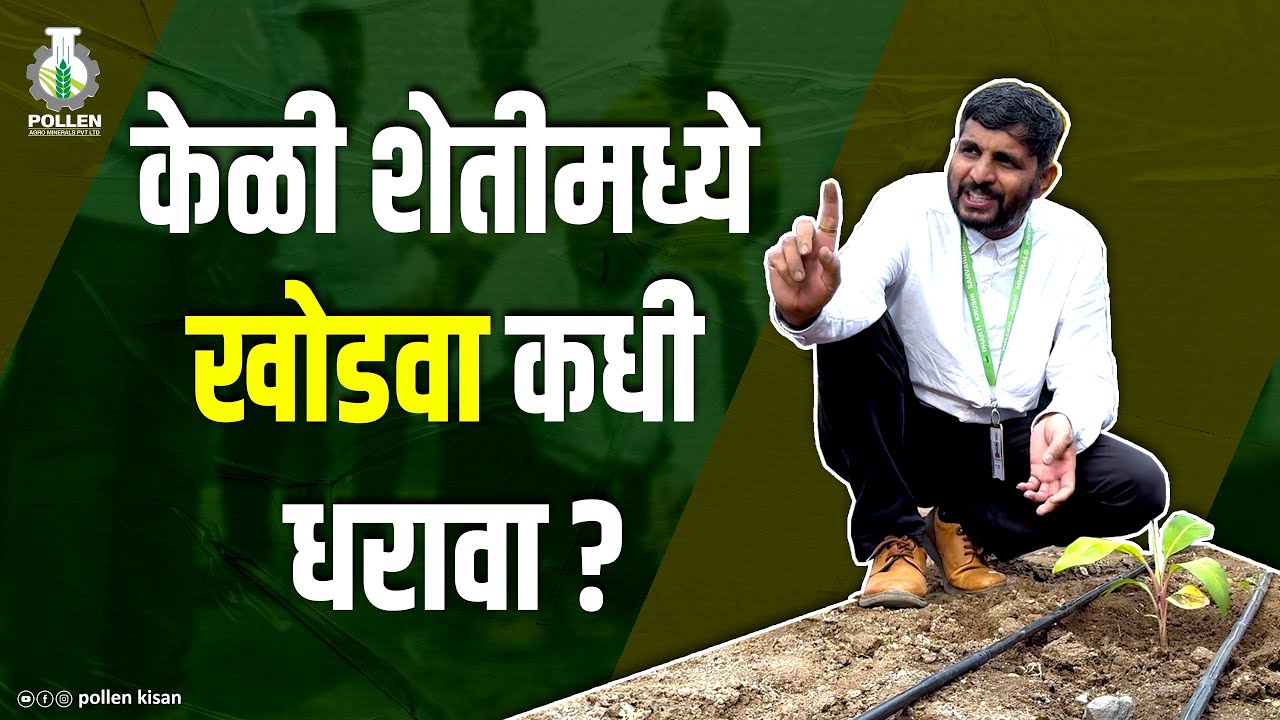 केळी शेती: खोडव्यातुन भरघोस उत्पादन काढण्यासाठी योग्य वेळ आणि पद्धत | #pollenkisan #bananafarming