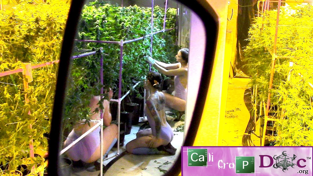 Hydroponic Jungle ep3 - 6 patient MMJ Garden 12,000w DE on LightRail movers over Bucket System
