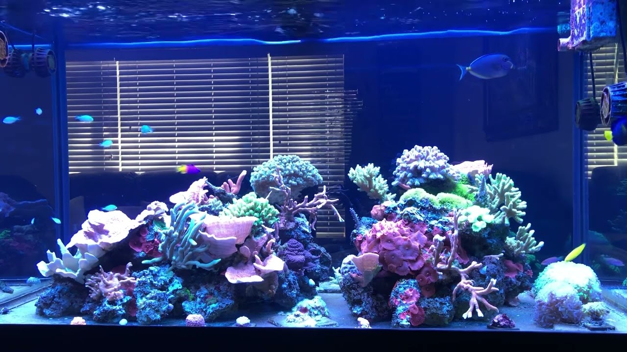 Filtración en nuestro acuario de corales.