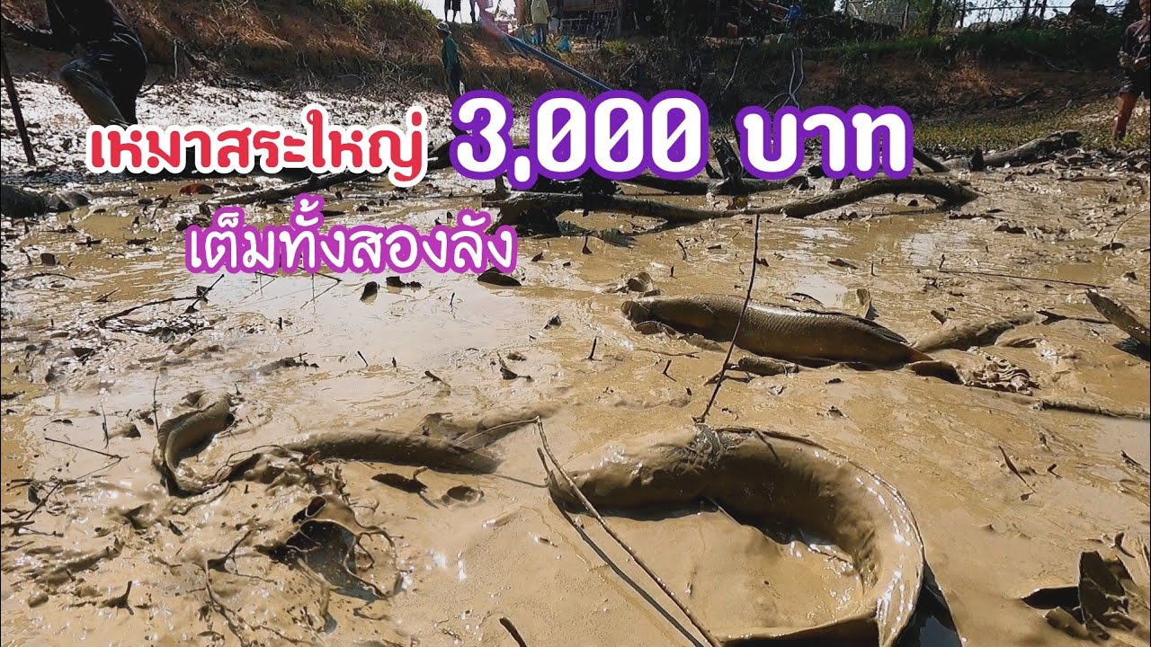 หนุ่มอ้นเหมาสระใหญ่ติดหมู่บ้าน ราคา 3,000฿ ปลาช่อนเต็มทั้งสองลัง โคตรเยอะ
