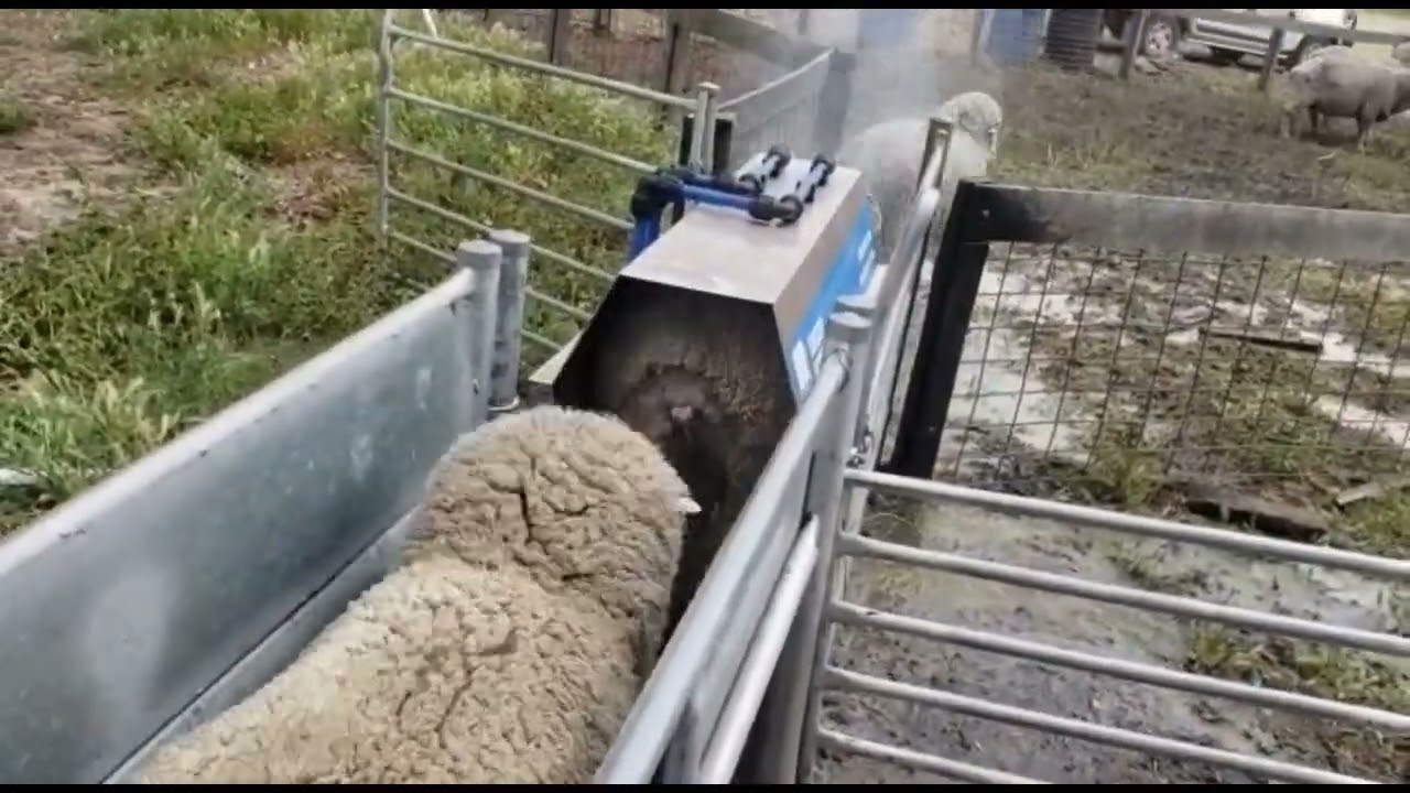 Te Pari Sheep Jetter in Action