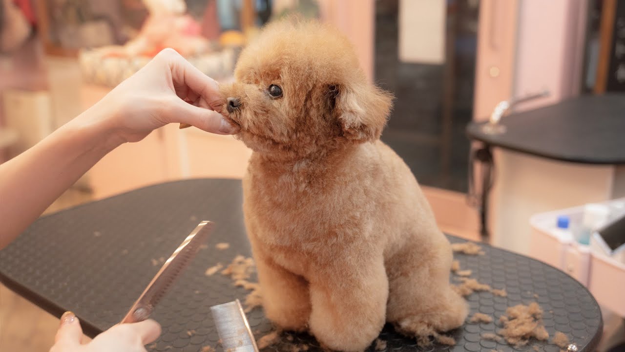 Она действительно похожа на куклу, не так ли? (Toy Poodle Grooming)