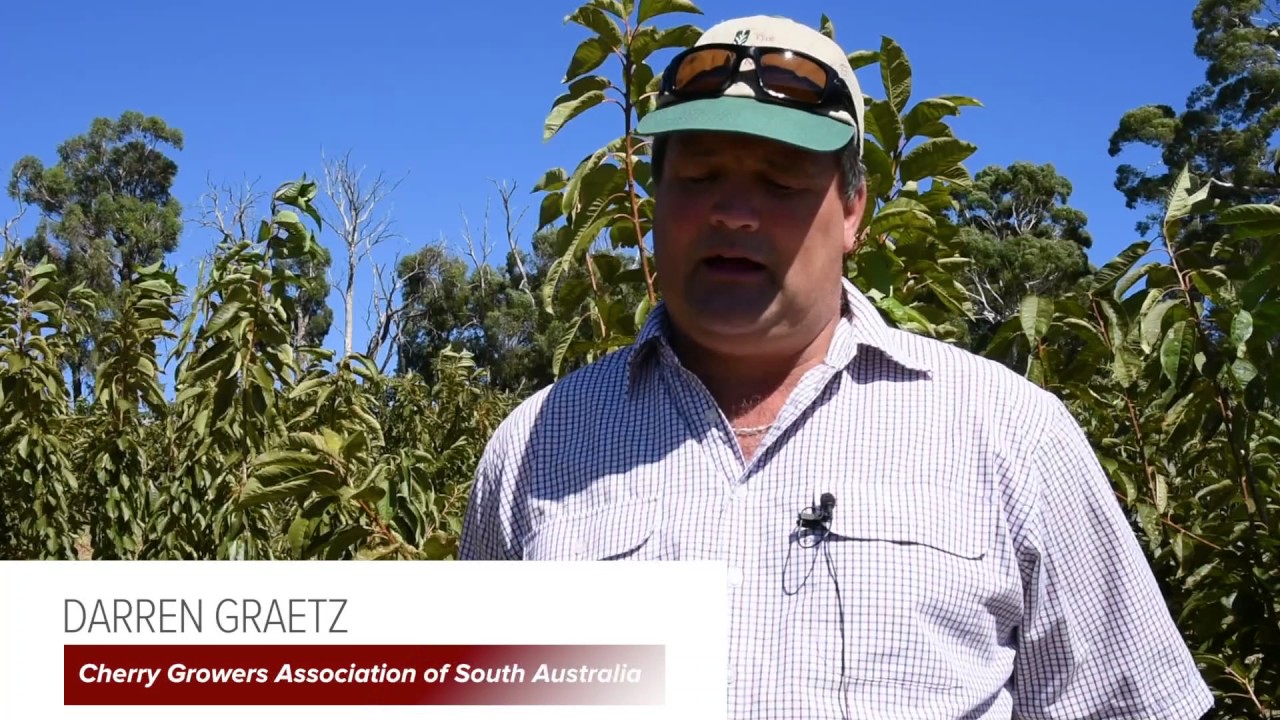 Australian cherry evaluation utilising precocious rootstocks: project CY12024