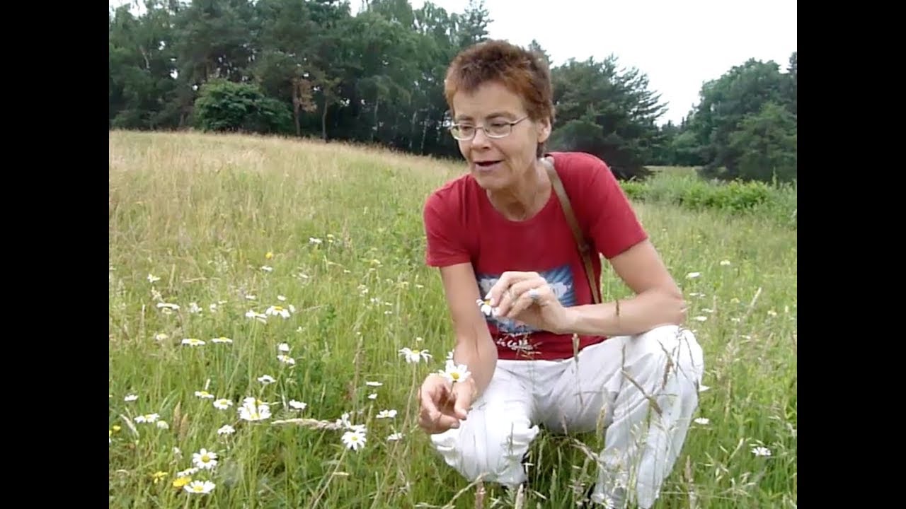 essbare Wildkräuter - Anfang Juni bis Mitte Juni
