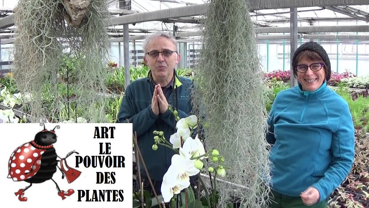 Conseils jardinage: Tillandsia usneoides: Entretien et l'arrosage: Plante verte d'intérieur