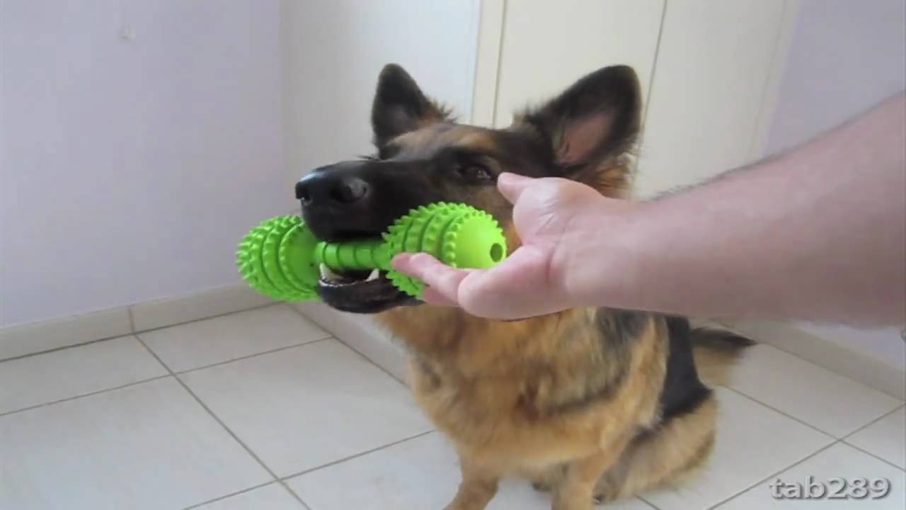 Dog Training Tutorial: Holding Objects & Clean Up!