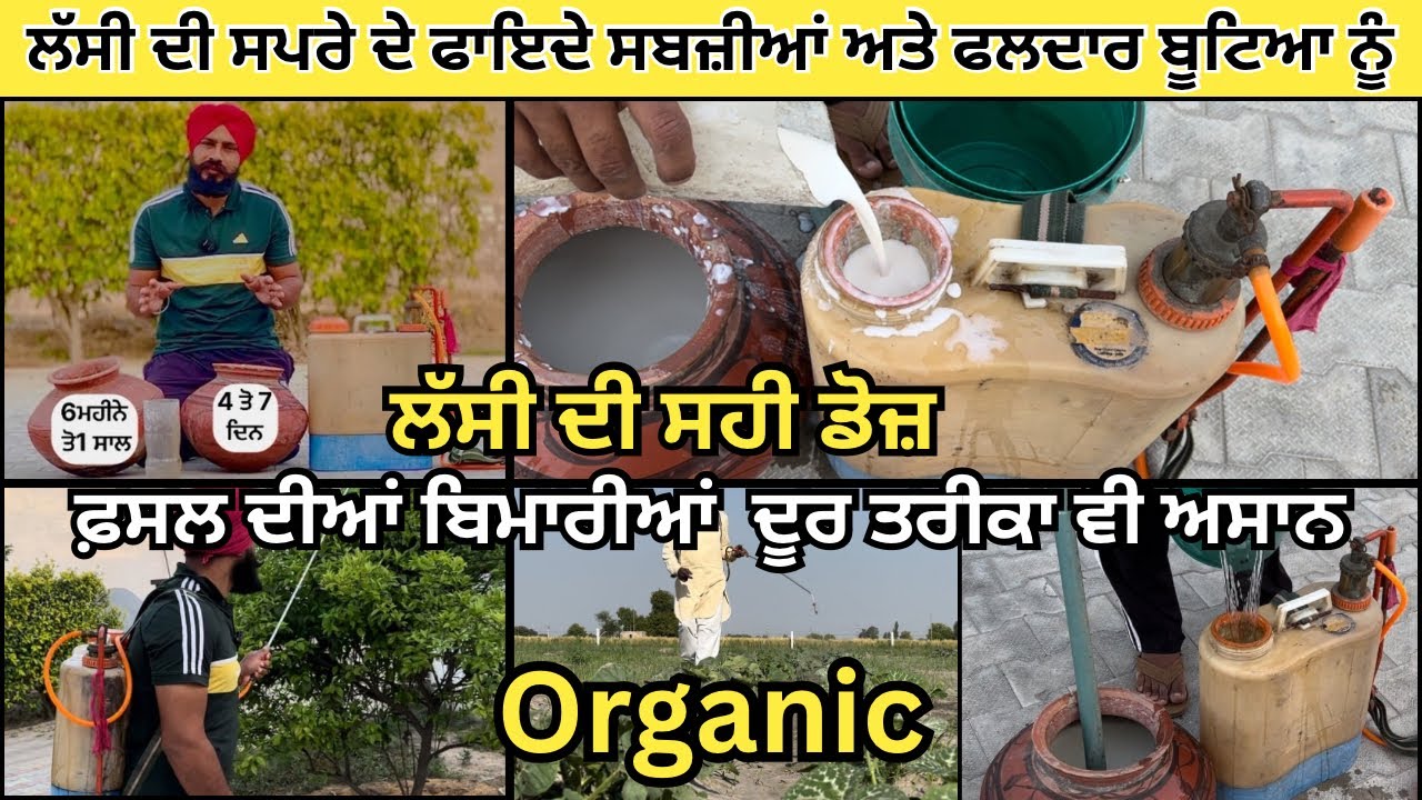 ਘਰੇ ਏਸ ਤਰੀਕੇ ਨਾਲ ਤਿਆਰ ਕਰੋ ਸਭ ਤੋਂ ਵਧੀਆ👌insecticide ਤੇ fungicide,Organic insecticide ,Lassi ki spray