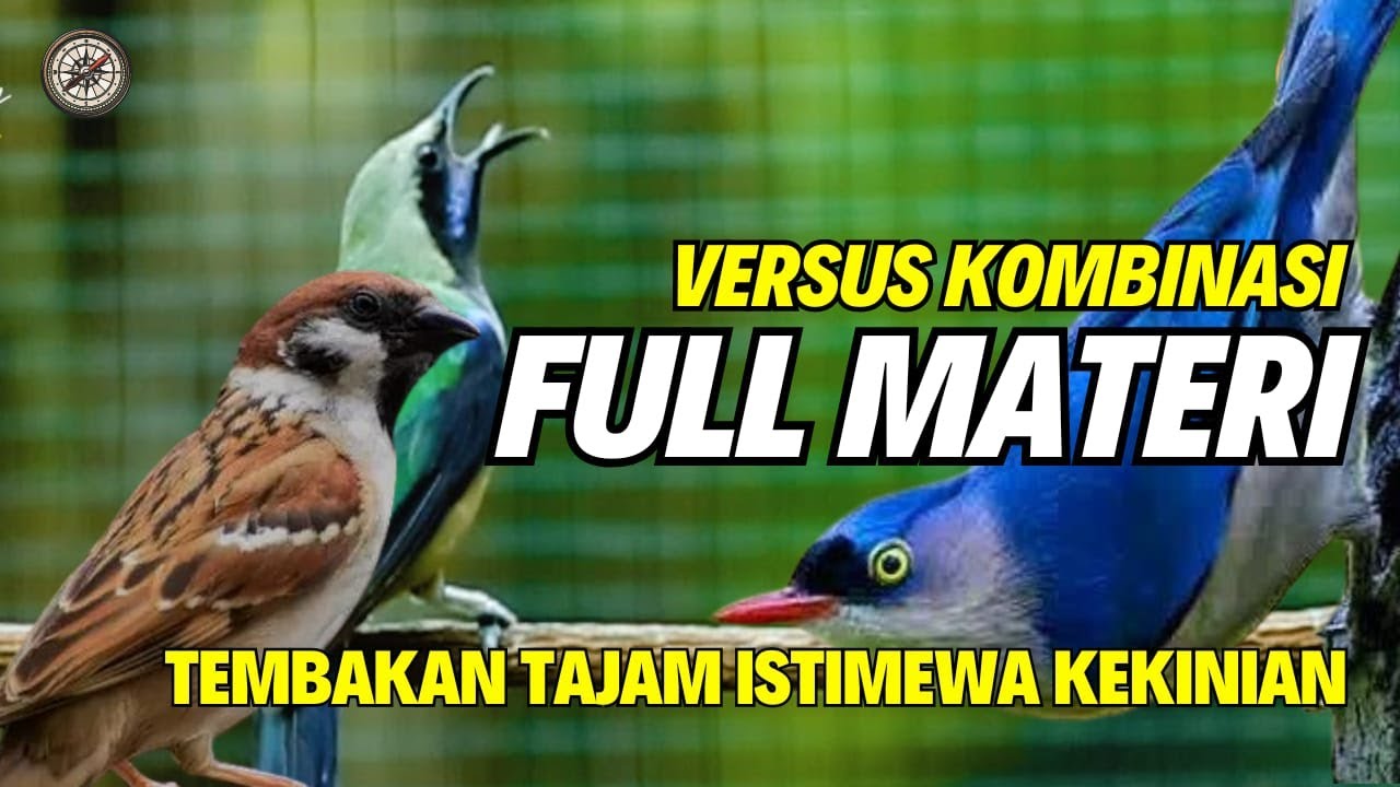 MASTERAN  ADU TEMBAKAN - MATERI TEMBAKAN KASARAN CUCAK CUNGKOK SAMBUNG JERITAN RPM