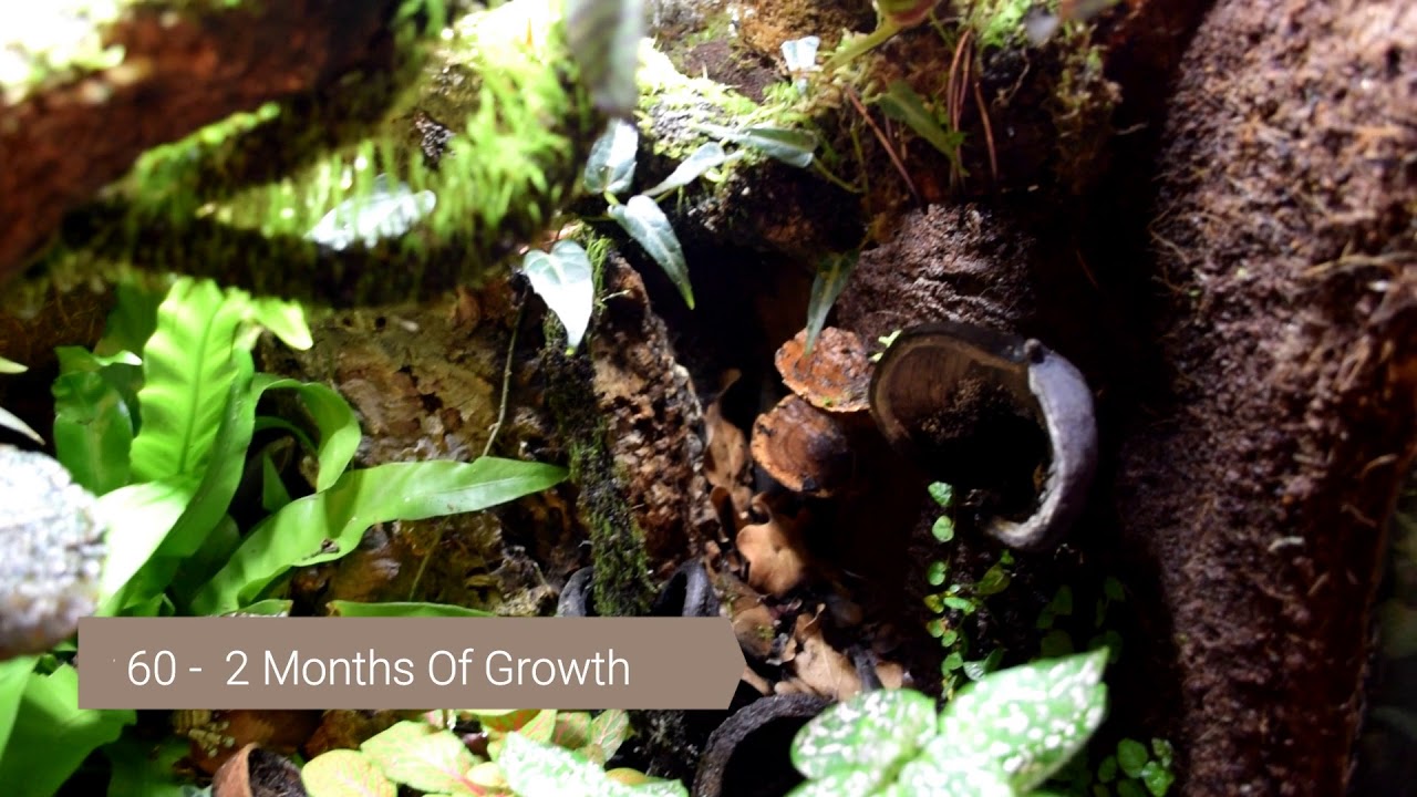 Trachycephalus resinifictrix (Amazon Milk Frog) Tank 0-2 Month Growth Time-Lapse