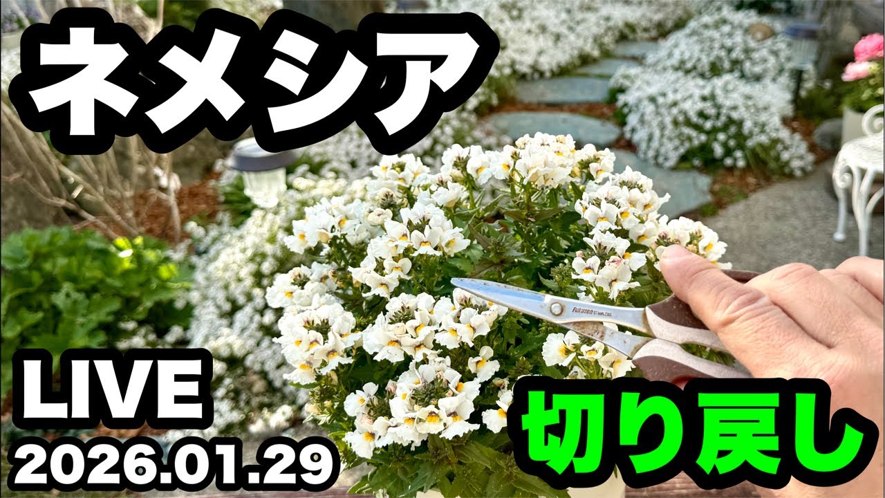 ■【ネメシア】切り戻し！