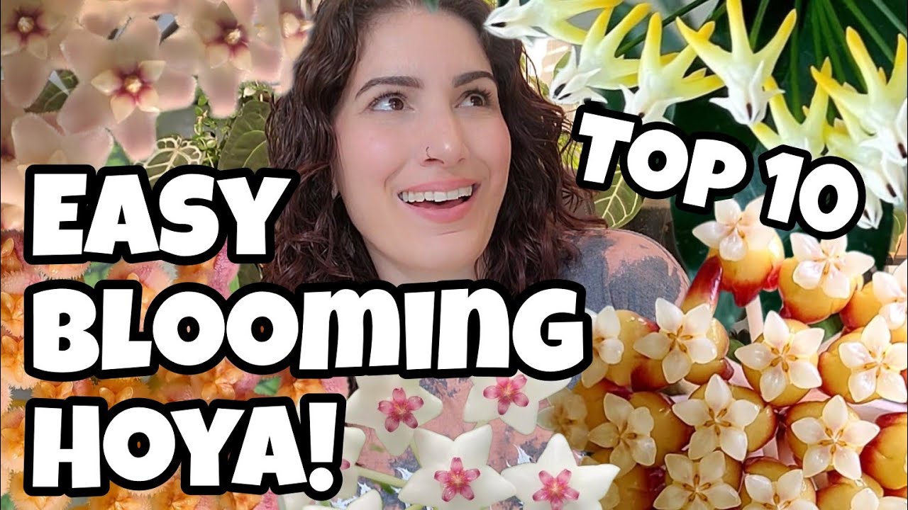TOP 10 EASY BLOOMING HOYA!! 🌸 Hoya houseplants that flower fast and often!! 🌿