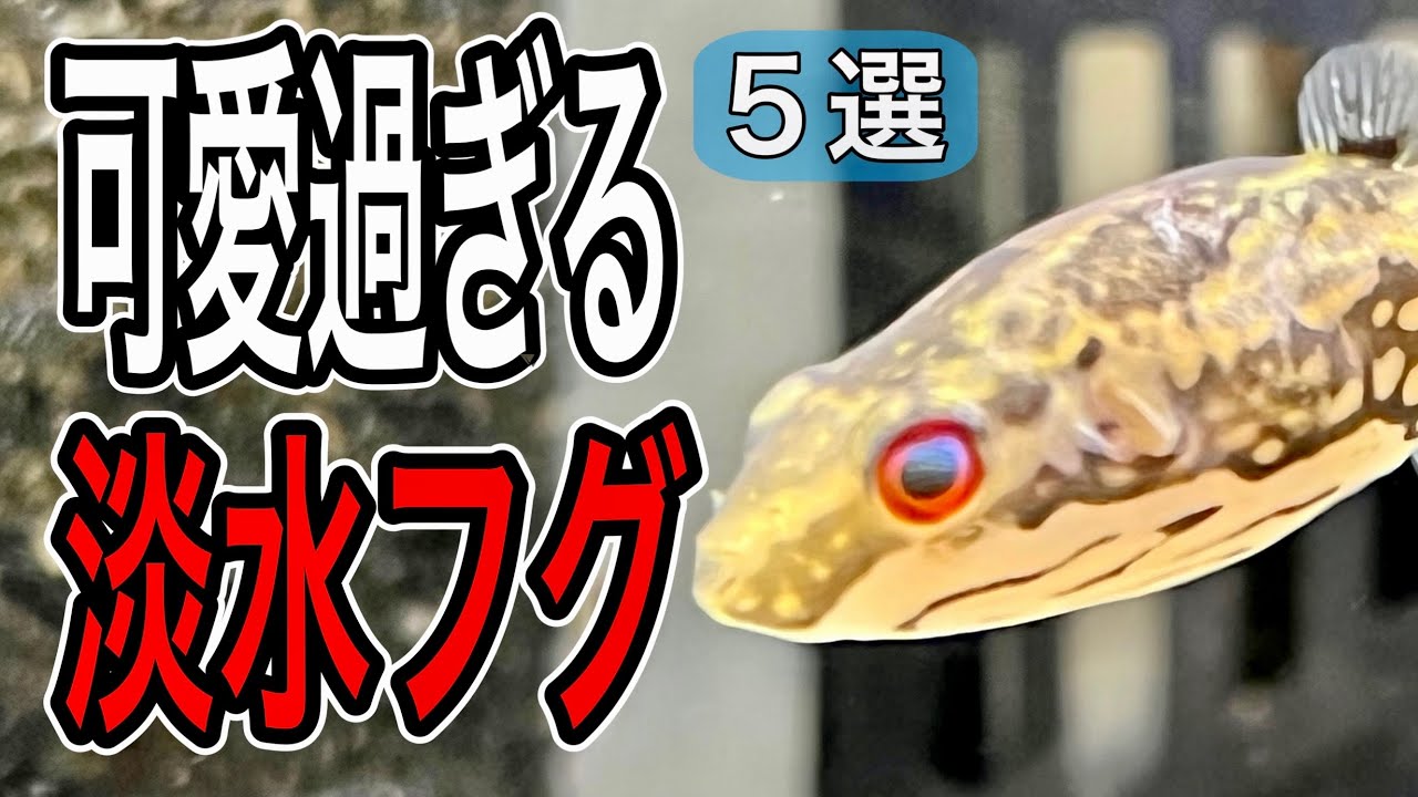 信じられない可愛さ 淡水で飼えるフグ5選【淡水魚 アクアリウム】