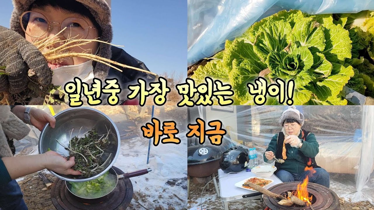 한겨울 지금 냉이가 일년중 가장 맛있을때입니다 안먹고 지나면 일년 기다려야해요
