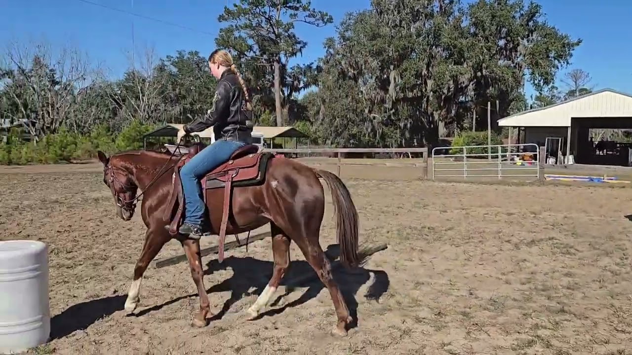 Badgers Nugget Cat, 2022 Sorrel Mare - Sale Video 