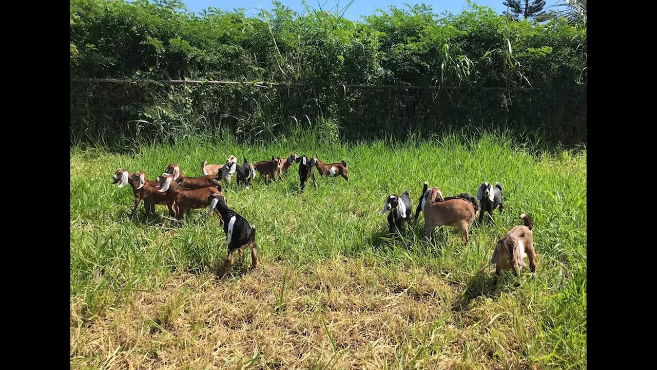 Goat Feeding Program Using Native Grasses