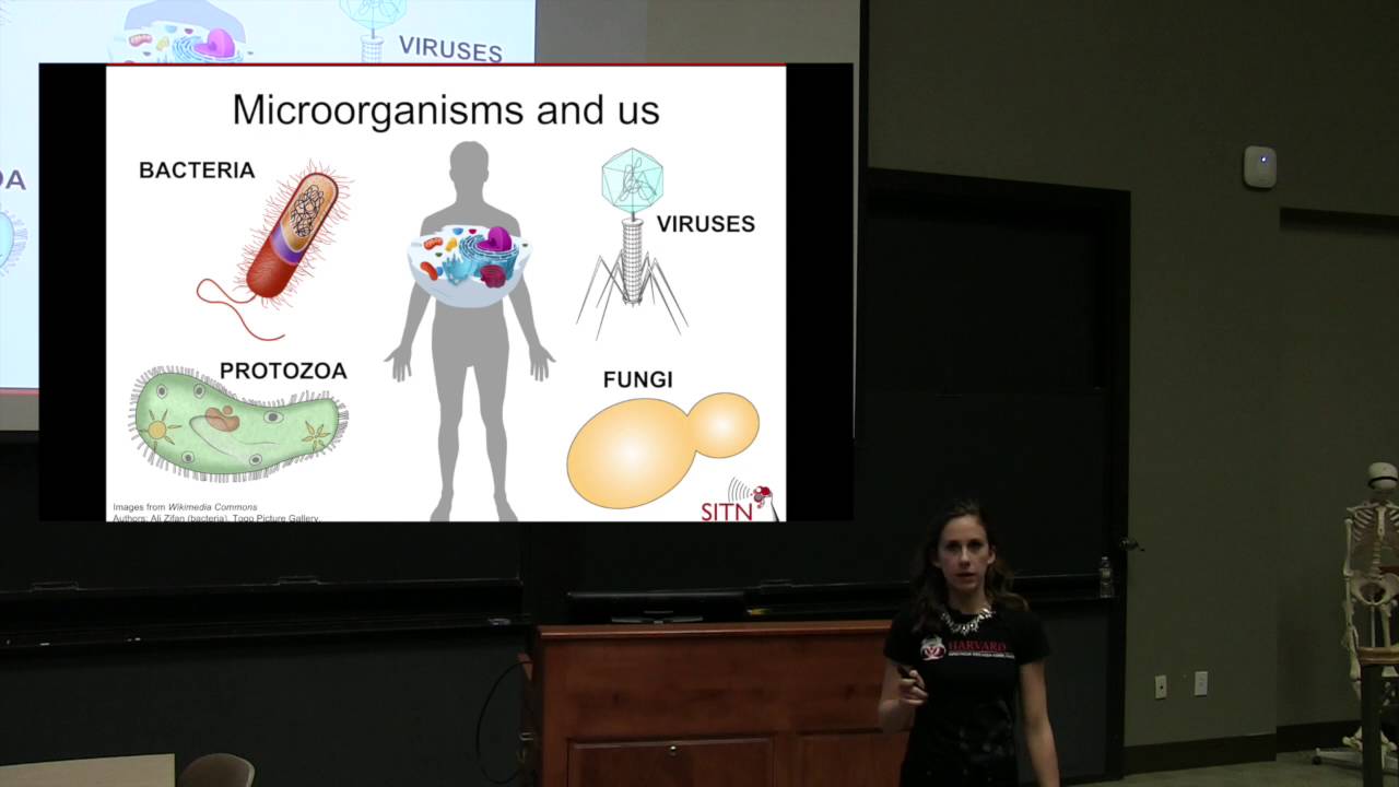 When Food Fights Back: Exploring Salmonella&rsquo;s journey through the human body