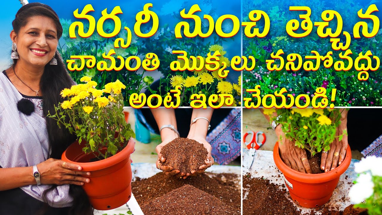 🔴 How to Save Chrysanthemum Plants After Buying from Nursery 🌼 | Full Care & Repotting Guide