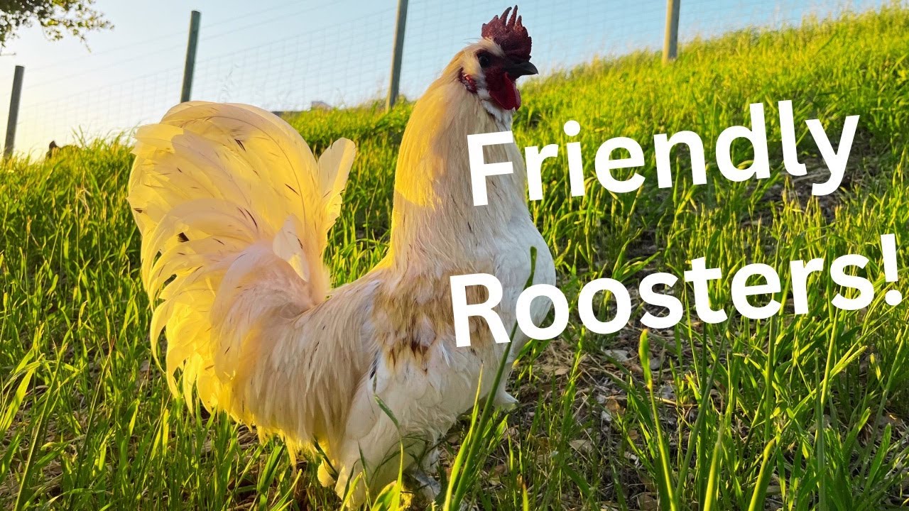How to Raise FRIENDLY Roosters! - The Ultimate “Guide”