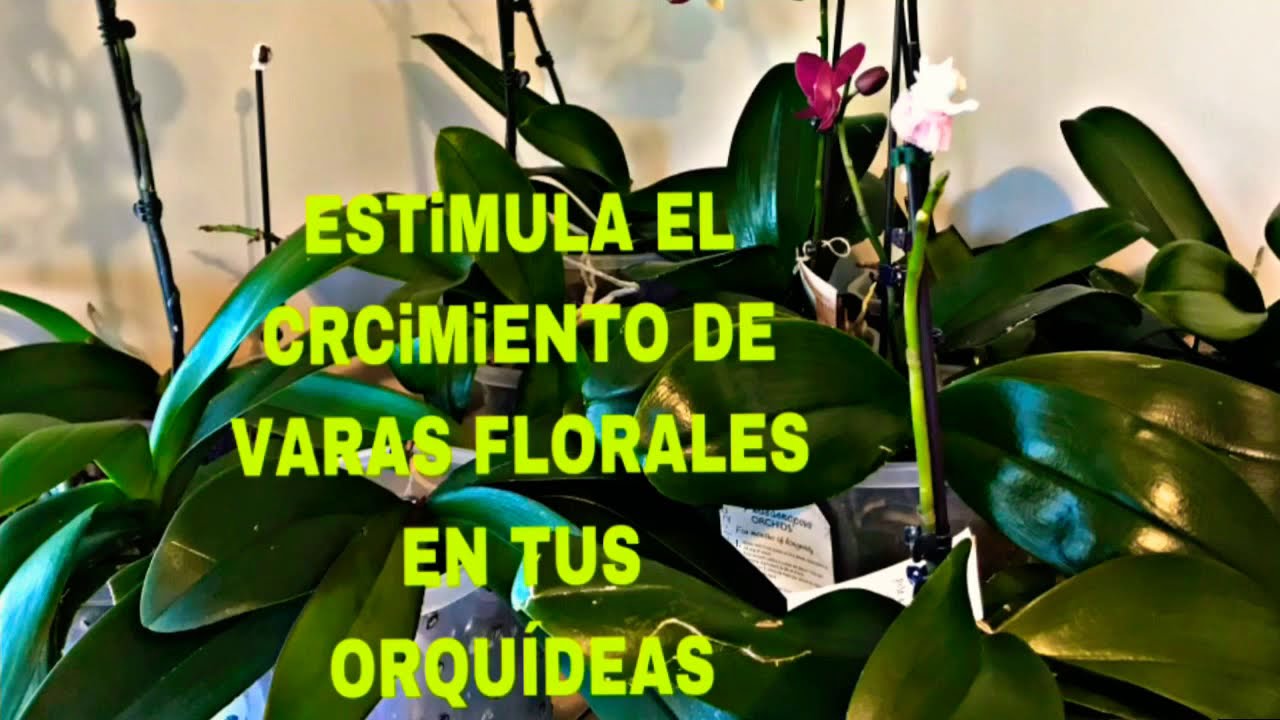 🦋Orquídeas ESTiMULA EL CRECIMIENTO DE VARAS FLORALES EN TUS Orquídea 🦋