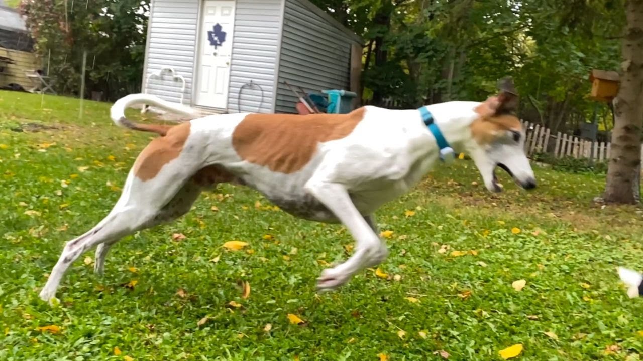 Most Majestic Creature Caught Running in Slow Motion