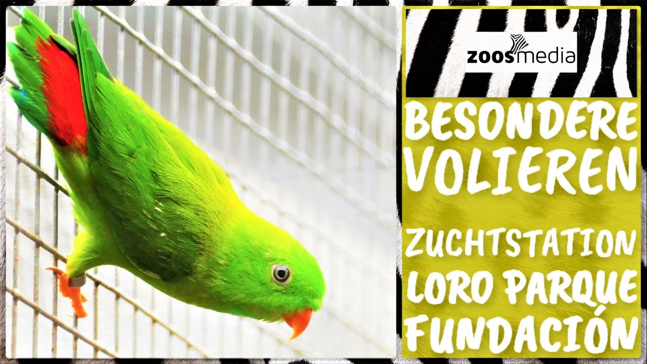 Ein besonderer Ort in der Zuchtstation der Loro Parque Stiftung | zoos.media
