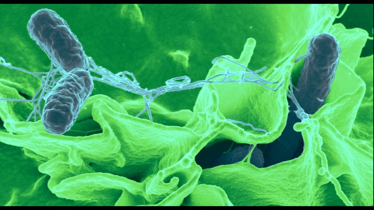 1-Кестоза, Пребиотик, Бутират, Faecalibacterium prausnitzii