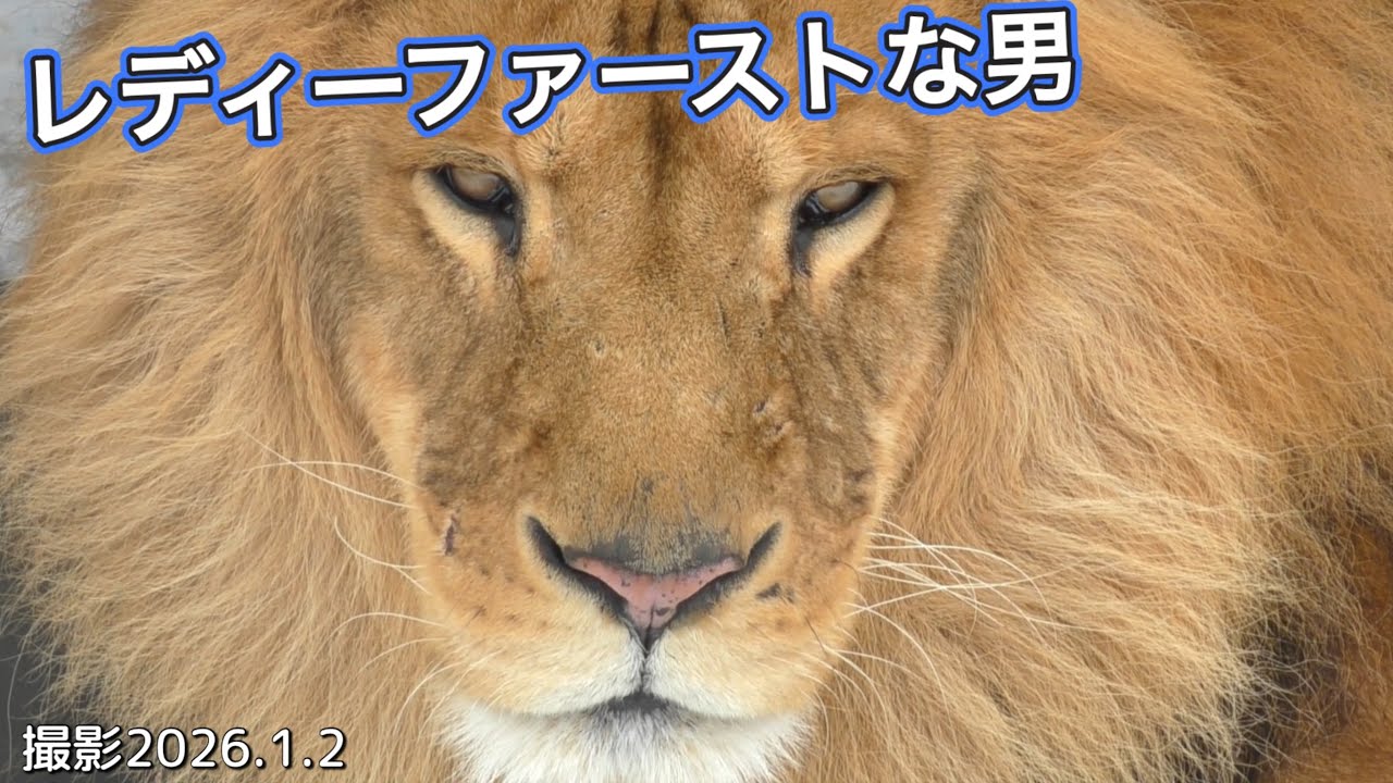 《旭山ライオン＆トラ》年初め！動物園開幕。寝正月なのは誰だ？紳士な男オリト、可愛い仕草のザリアが満載。オリトイオ＆ザリアファミリーvol729.2026 New year’s lion&tiger