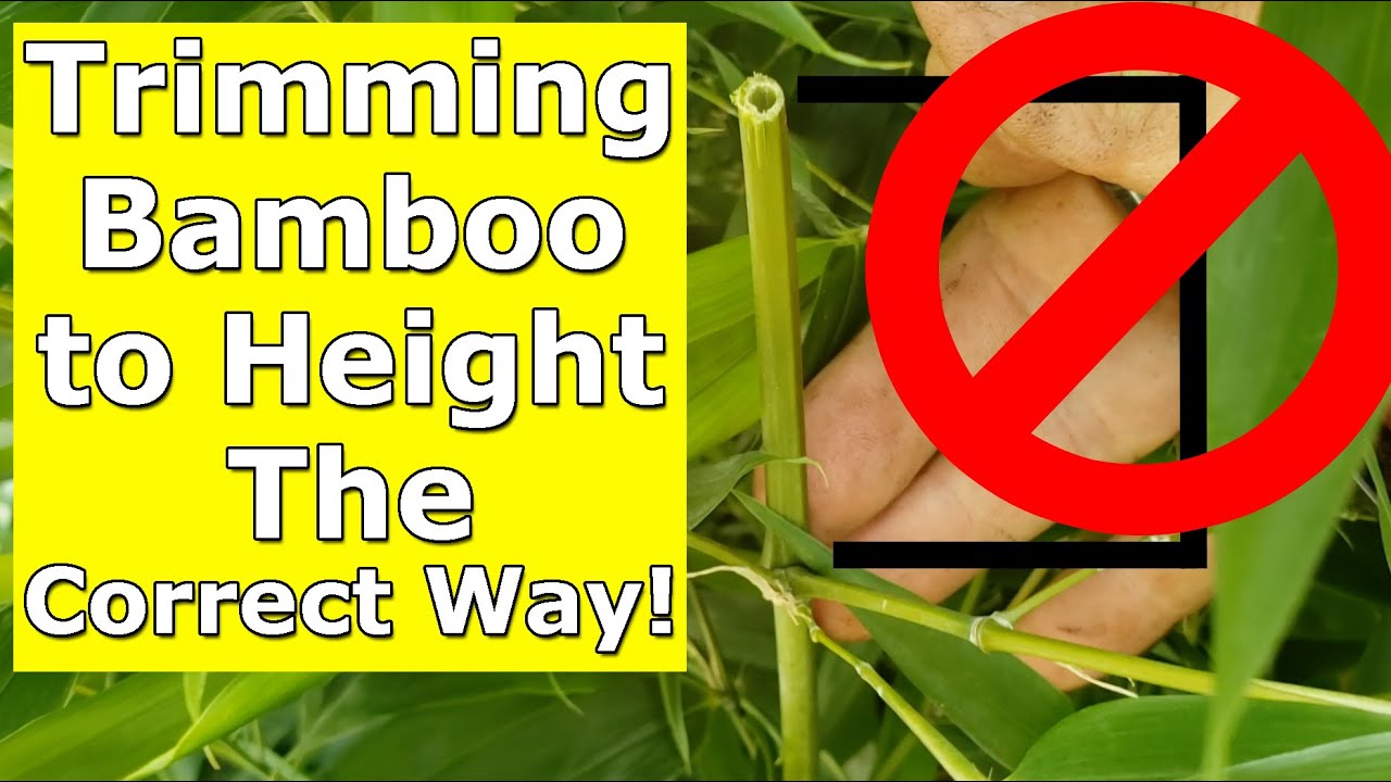Trimming Bamboo to Height The Correct Way!