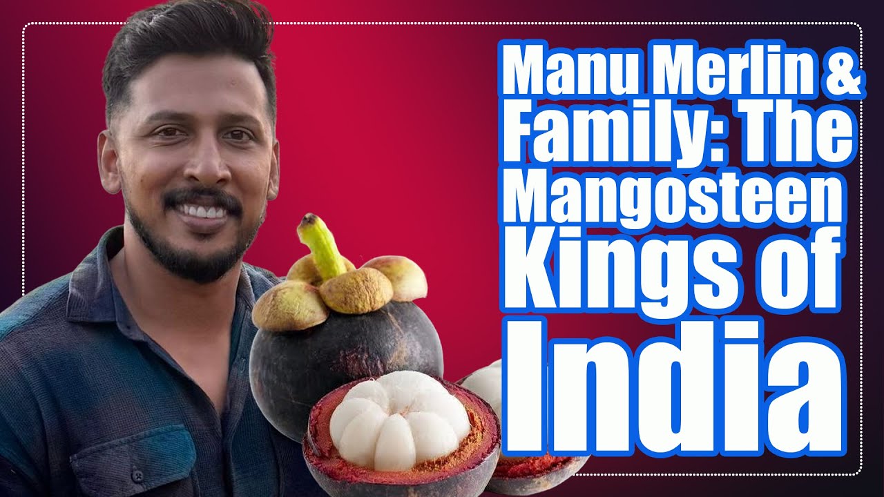 Manu Merlin & Family: Mangosteen Kings of India: How Thailand’s 'Queen of Fruits' helped  Pariyaram