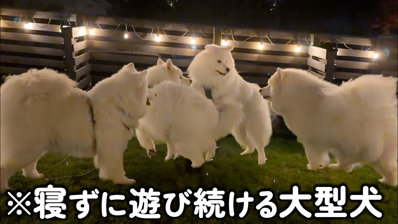 お泊まり会が楽しすぎて夜通し遊び続ける大型犬たちの体力が底なし過ぎました…笑