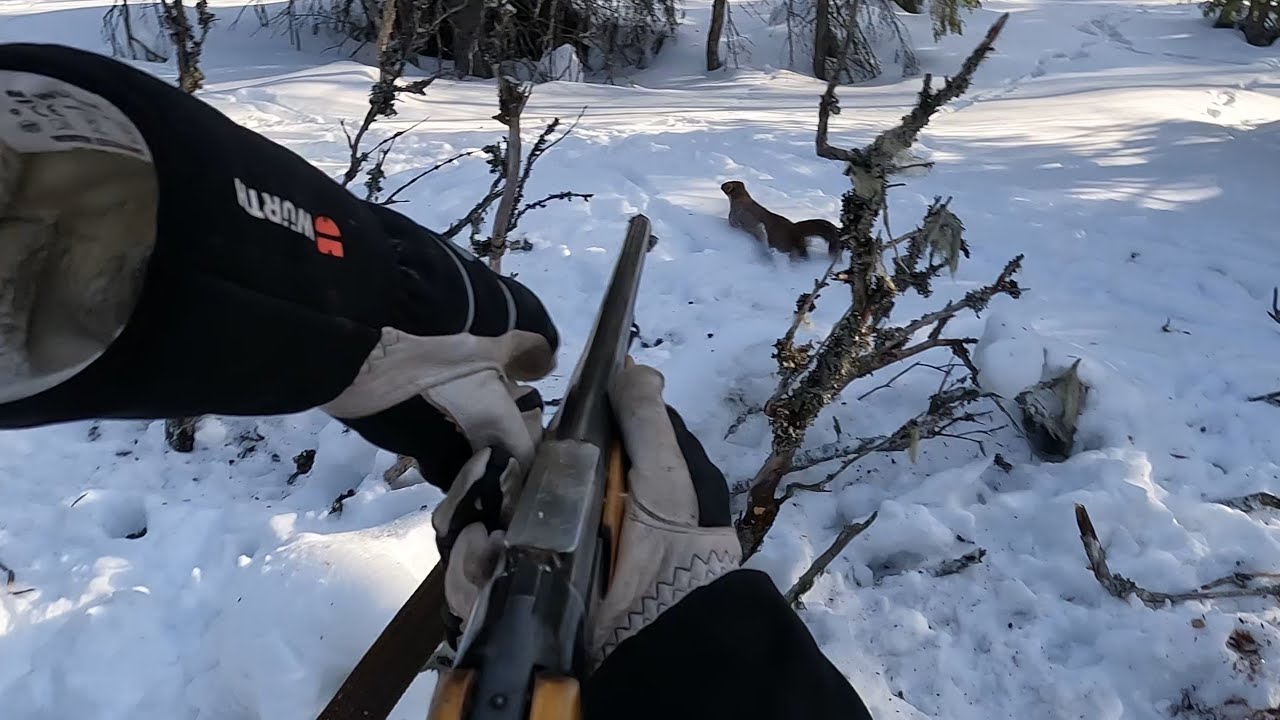 Erämaan näätä