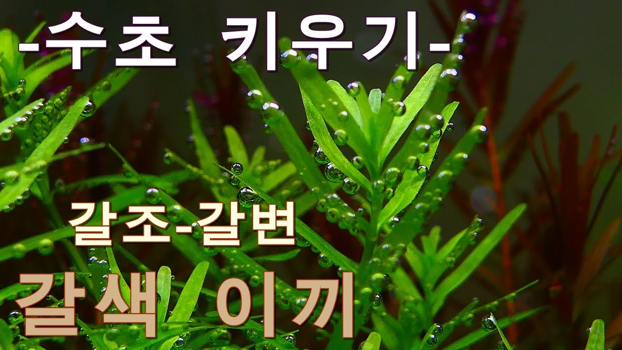 수초항 세팅 초기에 찾아오는 갈조-갈변현상의 원인과 해결하기 위한 방법