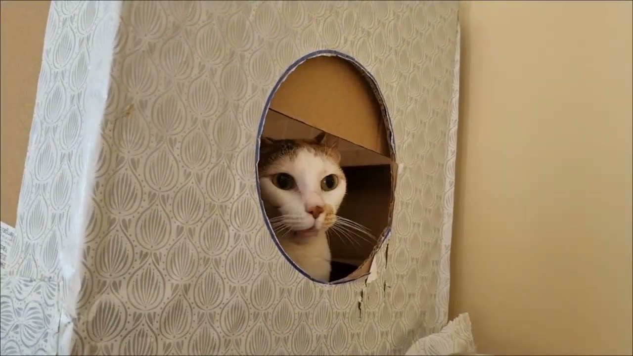 Compilation of adorable cat's moments ❤️ #catvideos 