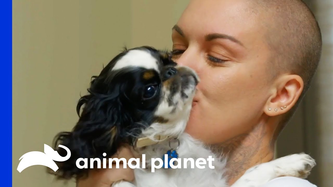 English Toy Spaniel With A Severe Heart Murmur Gets Medical Help | Amanda To The Rescue
