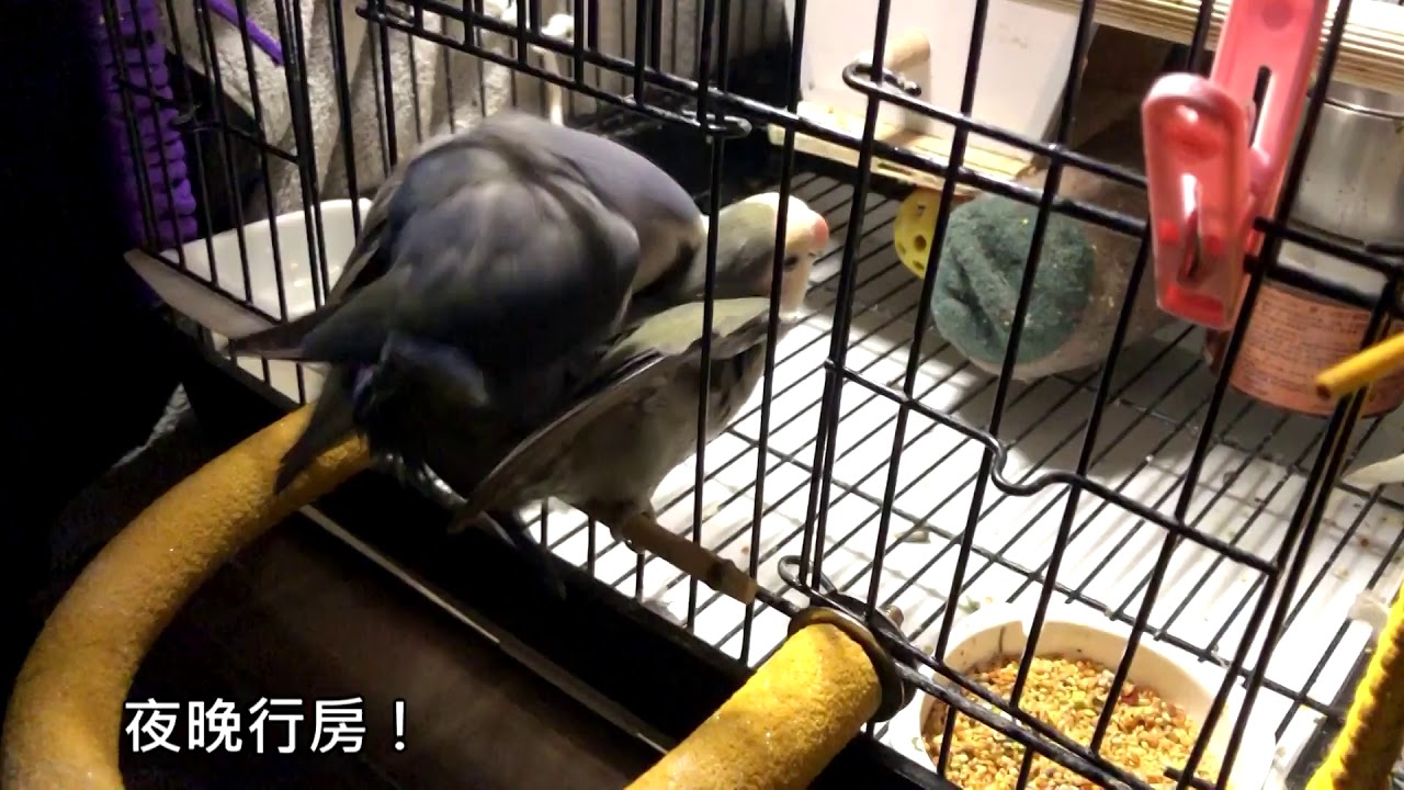 【鸚鵡】推很兇！小鸚鵡交配過程有多認真？公鳥繳械會？