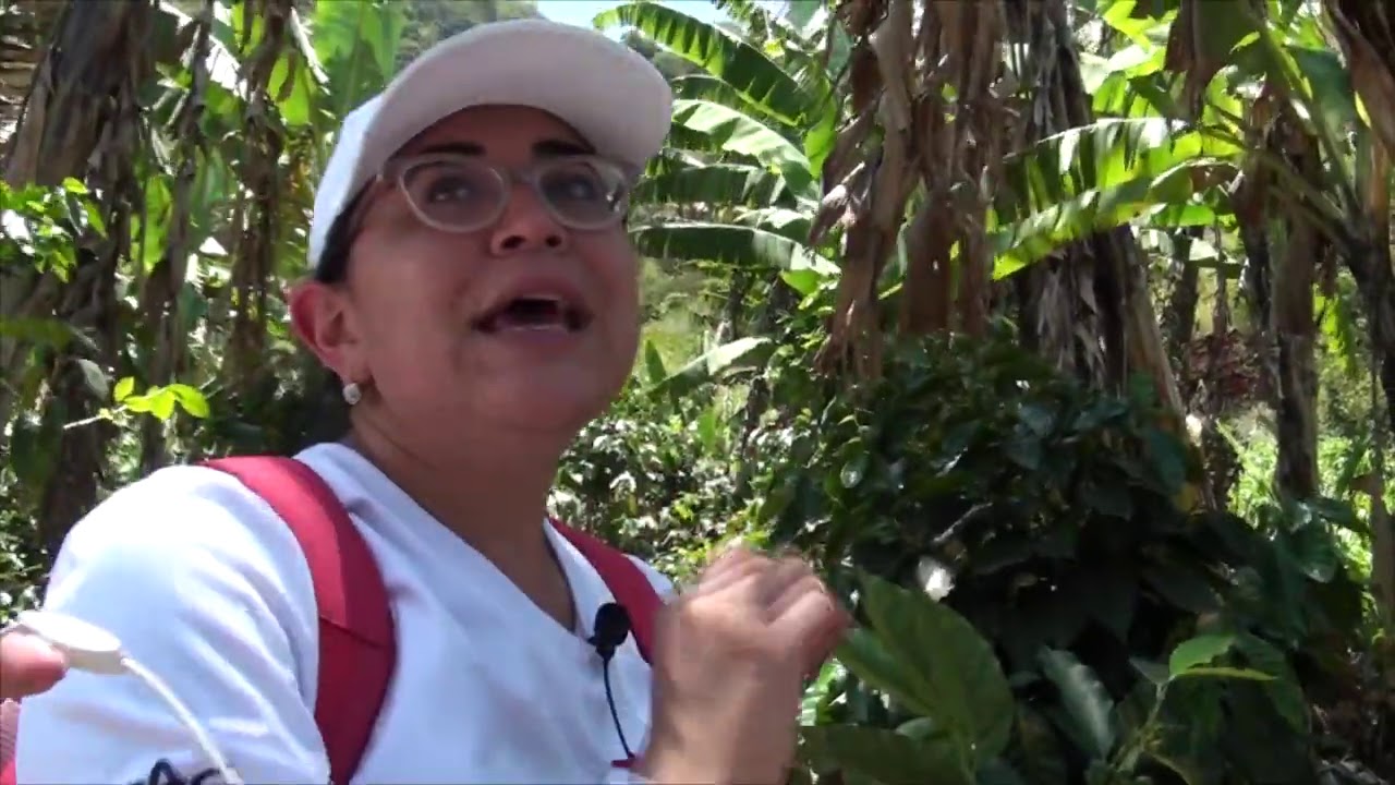 ZONA DE INTAG, CANT&Oacute;N COTACACHI - RUTA DEL CAFE