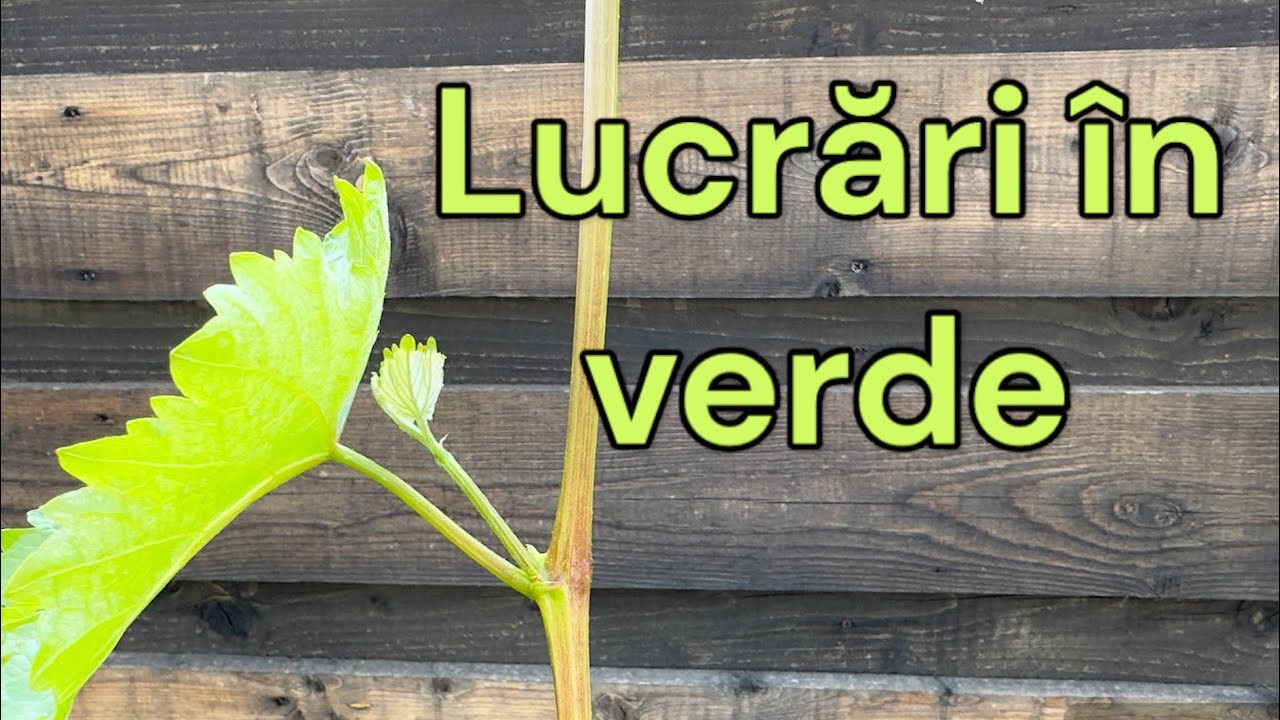 Normare rod, copilitul lastarilor si stropire inainte de infrorire la vita de vie. 25.05.2024