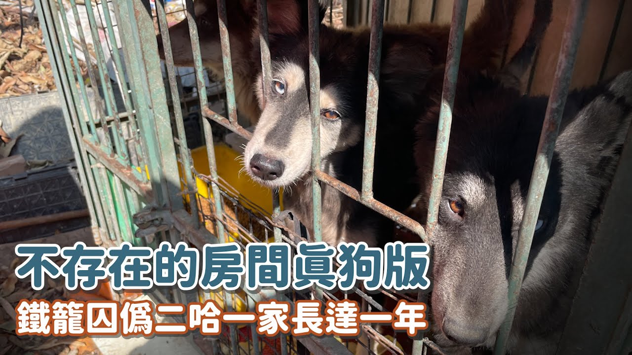 「不存在的房間」真狗版，鐵籠囚偽二哈一家長達一年｜頻道會員一起救援計畫