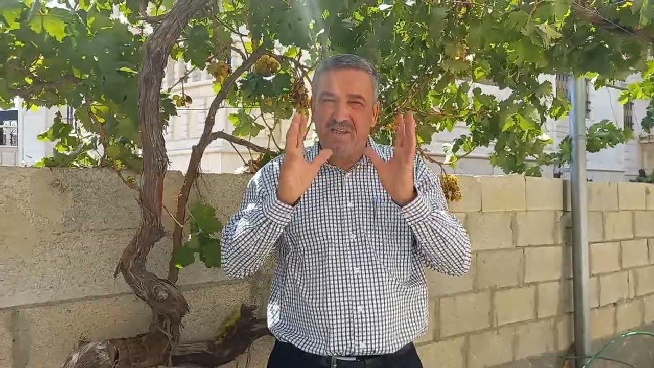 اثار تساقط الامطار الغزيرة على اشجار ومعالجتها  . Effects and treatment of rain fall on Grapes trees