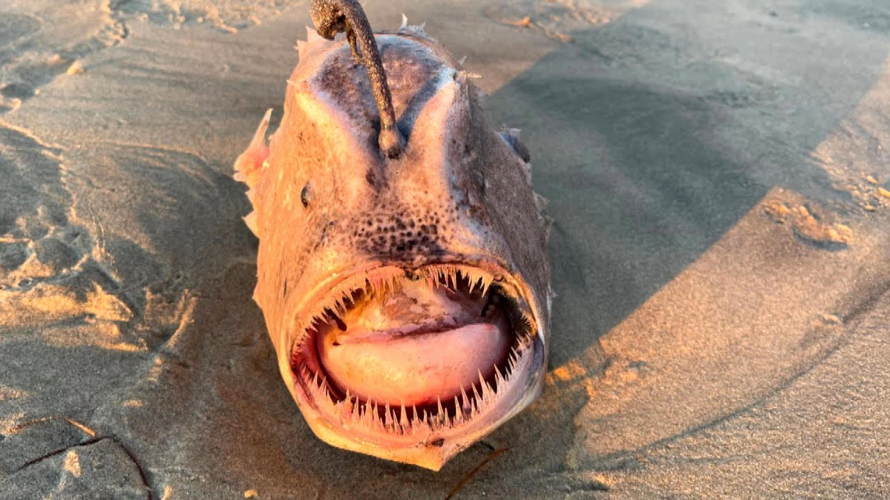 What Are Those Dead ‘Sea Monsters’ Washing Ashore?